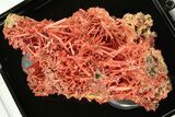 Bright Orange Crocoite Crystal Cluster - Tasmania #206940-2